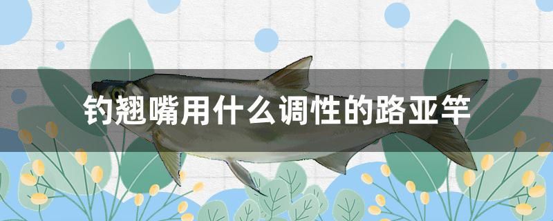 釣翹嘴用什么調(diào)性的路亞竿 純血皇冠黑白魟魚