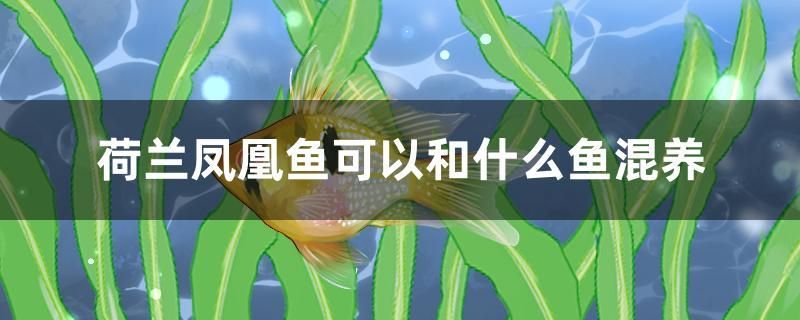 荷蘭鳳凰魚可以和什么魚混養(yǎng)