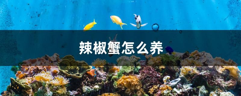 辣椒蟹怎么養(yǎng) 祥龍水族護理水