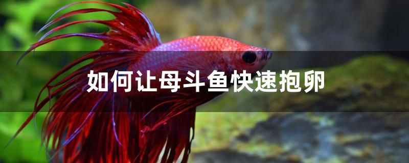 如何讓母斗魚快速抱卵 祥龍進口元寶鳳凰魚