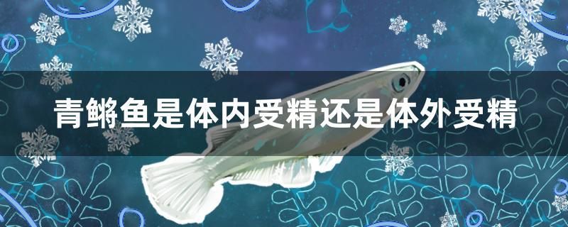 青鳉魚是體內(nèi)受精還是體外受精 圖騰金龍魚