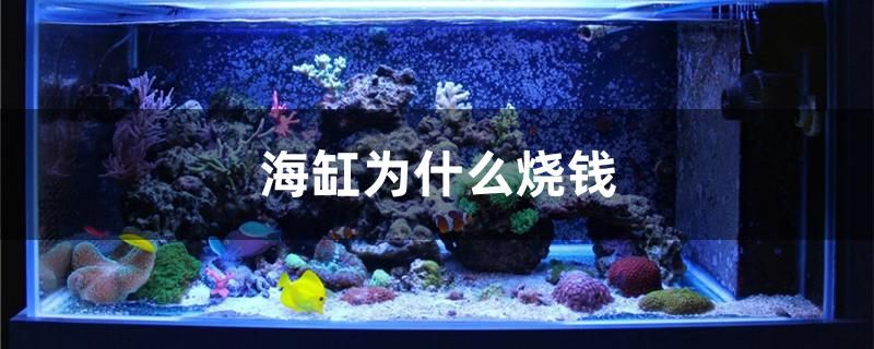 海缸為什么燒錢 水族世界