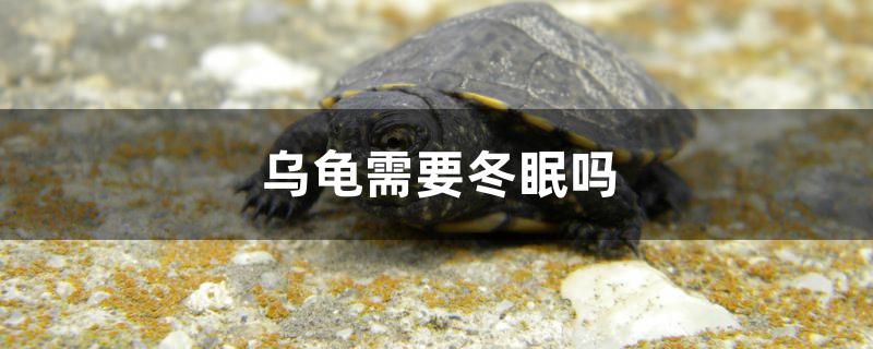 烏龜需要冬眠嗎 肺魚