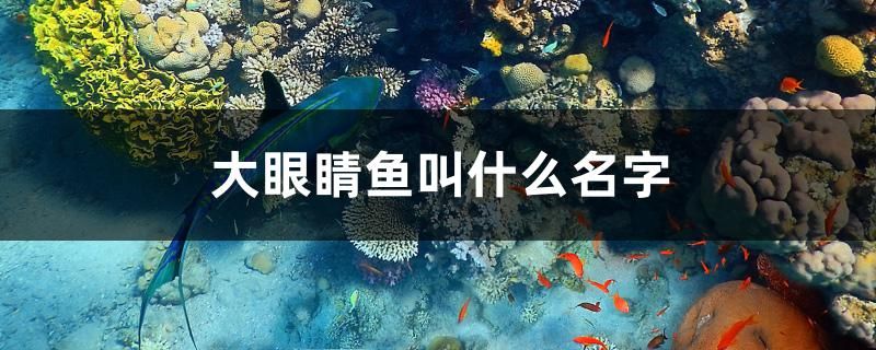 大眼睛魚叫什么名字 定時器/自控系統(tǒng)