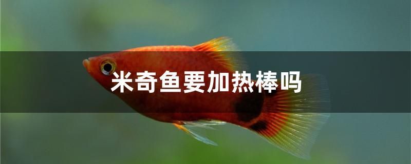 米奇魚要加熱棒嗎