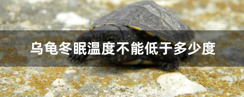 烏龜冬眠溫度不能低于多少度 泰國虎魚