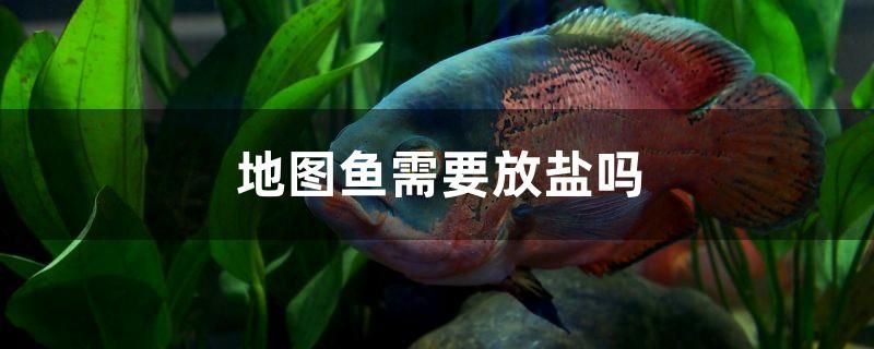 地圖魚需要放鹽嗎 玫瑰銀版魚