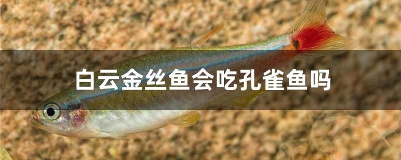 白云金絲魚會(huì)吃孔雀魚嗎 麥肯斯銀版魚