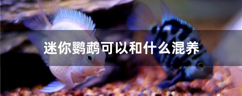 迷你鸚鵡可以和什么混養(yǎng) 胭脂孔雀龍魚