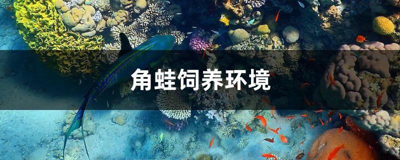 角蛙飼養(yǎng)環(huán)境 財(cái)神鸚鵡魚