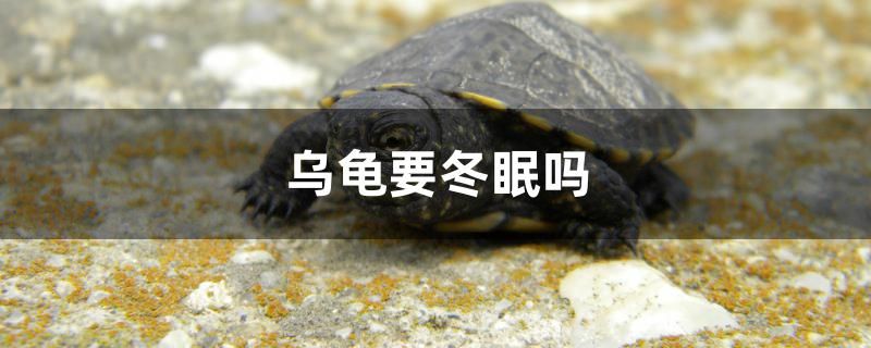 烏龜要冬眠嗎 元寶鳳凰魚