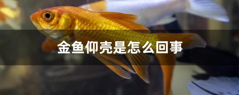 金魚(yú)仰殼是怎么回事 銀河星鉆魚(yú)