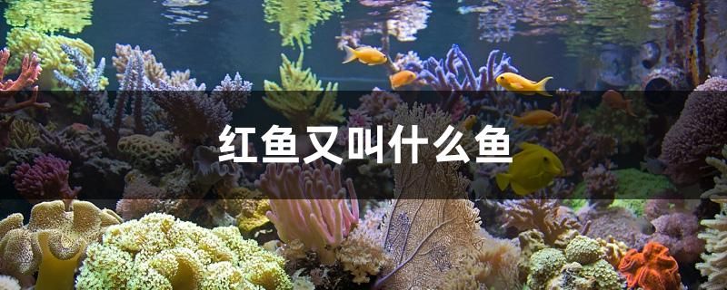 魚缸圖片造景圖片大全（魚缸圖片真實） 白子黑帝王魟魚