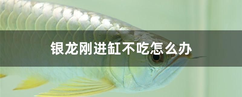 銀龍剛進(jìn)缸不吃怎么辦 白子銀版魚