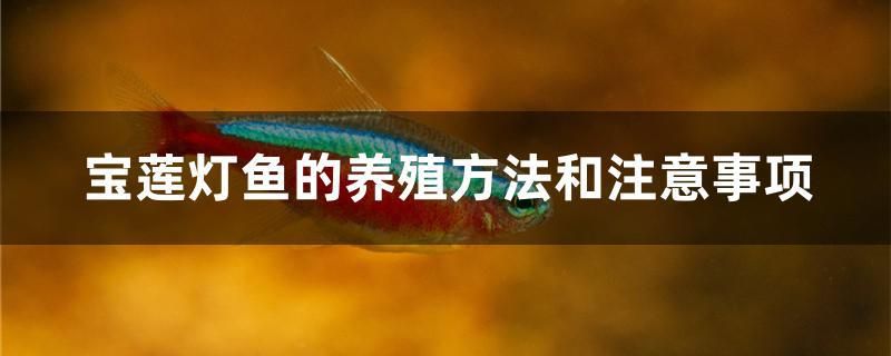 寶蓮燈魚的養(yǎng)殖方法和注意事項(xiàng)