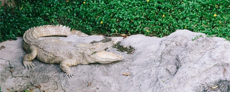 鱷魚會吃牙簽鳥嗎為什么不吃牙簽鳥 廣州水族批發(fā)市場