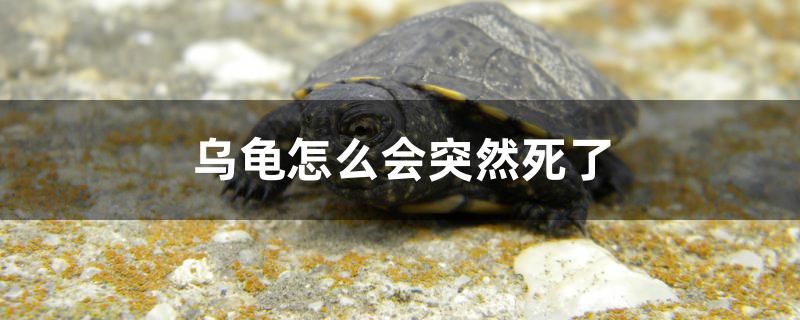 烏龜怎么會突然死了