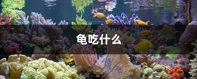 龜吃什么