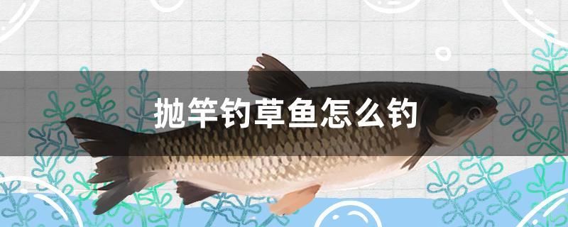 拋竿釣草魚怎么釣