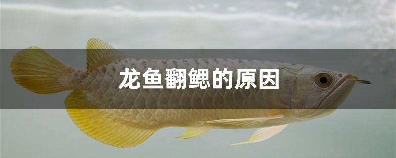 龍魚翻鰓的原因有哪些 帝王血鉆魚