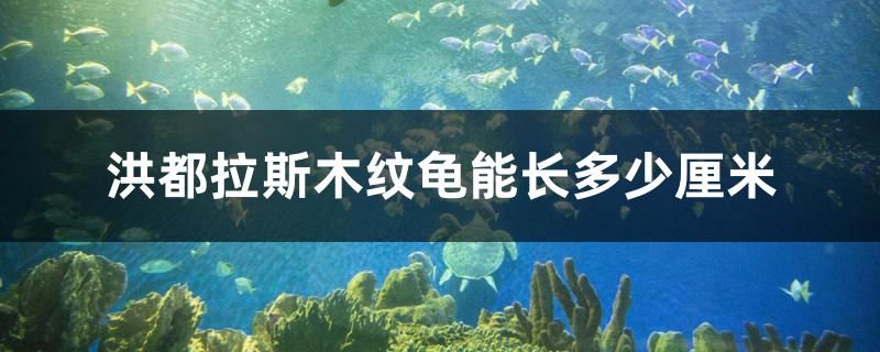 洪都拉斯木紋龜能長(zhǎng)多少厘米 玫瑰銀版魚(yú)