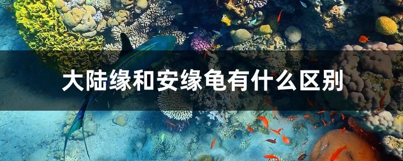 大陸緣和安緣龜有什么區(qū)別 白子關(guān)刀魚苗