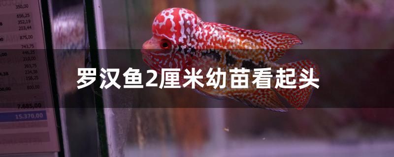 羅漢魚2厘米幼苗怎么看起頭 藍(lán)底過背金龍魚