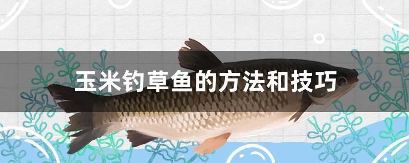 玉米釣草魚的方法和技巧 和尚魚