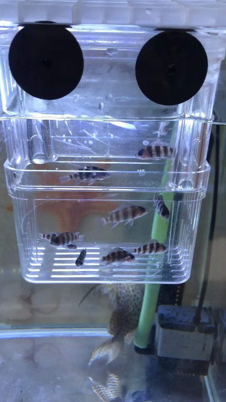 到家第一天。10條小布，3cm。 觀賞魚論壇