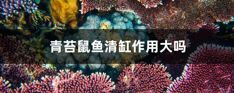 青苔鼠魚清缸作用大嗎 iwish愛唯希品牌魚缸