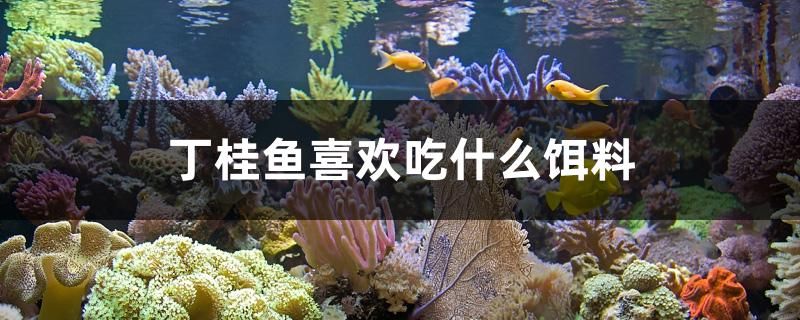 丁桂魚喜歡吃什么餌料 戰(zhàn)車紅龍魚