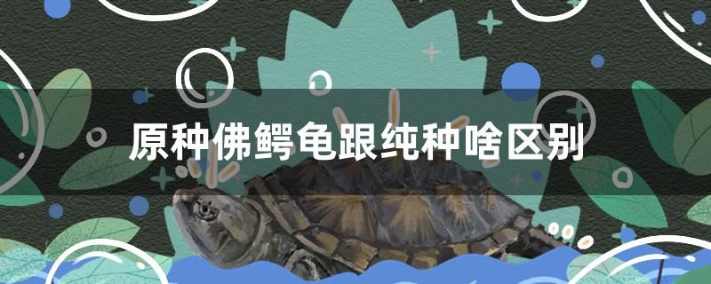 原種佛鱷龜跟純種啥區(qū)別 赤焰中國虎魚