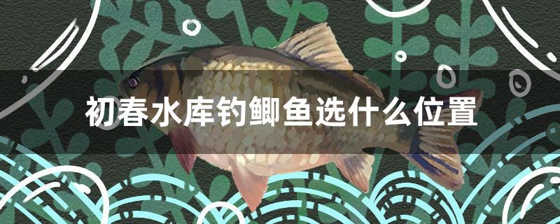 初春水庫釣鯽魚選什么位置