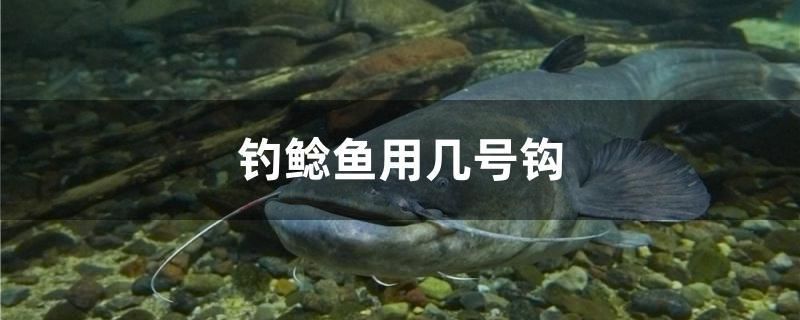 釣鯰魚用幾號(hào)鉤