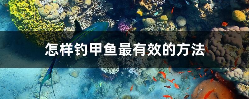 怎樣釣甲魚最有效的方法 泰龐海蓮魚