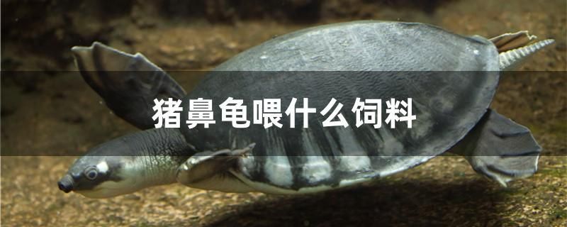 豬鼻龜喂什么飼料 薩伊藍(lán)魚(yú)