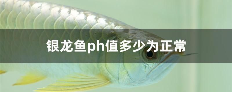 銀龍魚ph值多少為正常