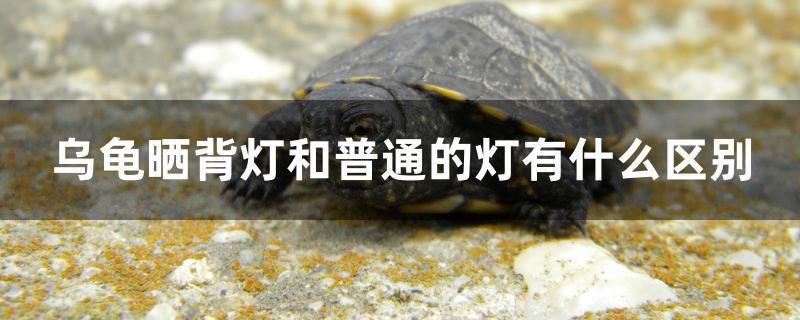 烏龜曬背燈和普通的燈有什么區(qū)別 海水魚（海水魚批發(fā)）