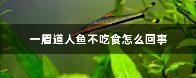 一眉道人魚不吃食怎么回事 泰龐海蓮魚