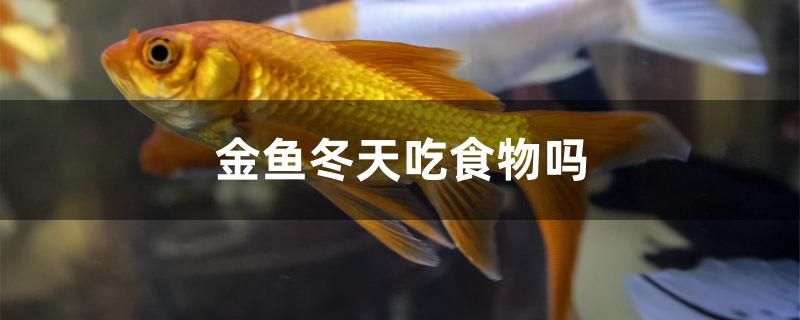 金魚冬天吃食物嗎 帝王迷宮魚