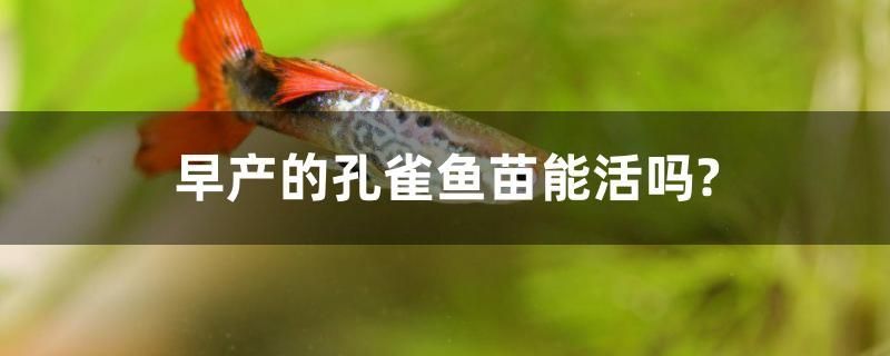 早產(chǎn)的孔雀魚苗能活嗎？ 胭脂孔雀龍魚