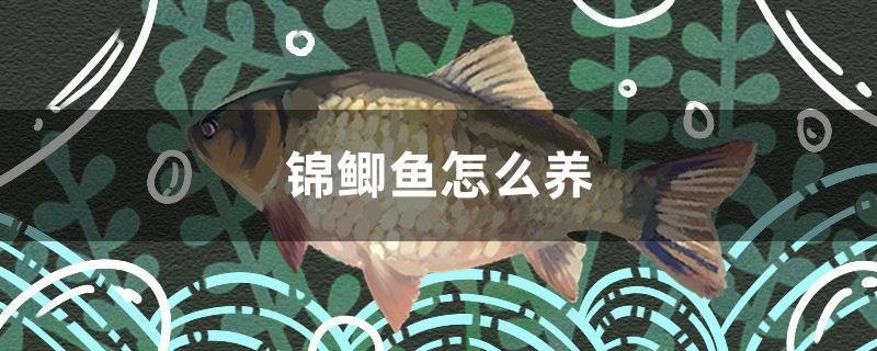 海南金龍魚(yú)食品油總代理是誰(shuí)呀：海南金龍魚(yú)食品油總代理是誰(shuí)呀圖片 魚(yú)缸凈水劑