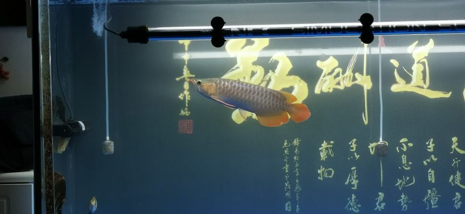 第37天，還不錯(cuò) 觀賞魚論壇 第3張