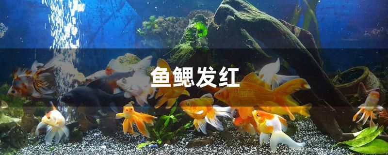 魚鰓發(fā)紅怎么辦 大嘴鯨魚