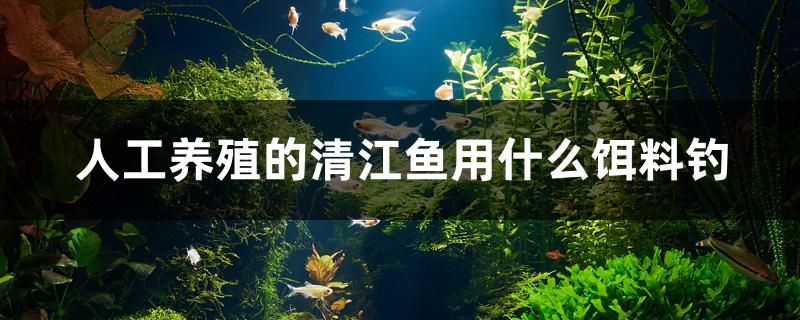 人工養(yǎng)殖的清江魚用什么餌料釣 觀賞魚百科