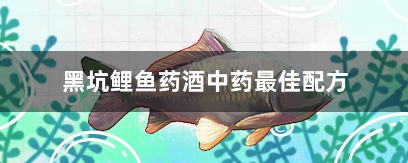 黑坑鯉魚藥酒中藥最佳配方 恐龍王魚