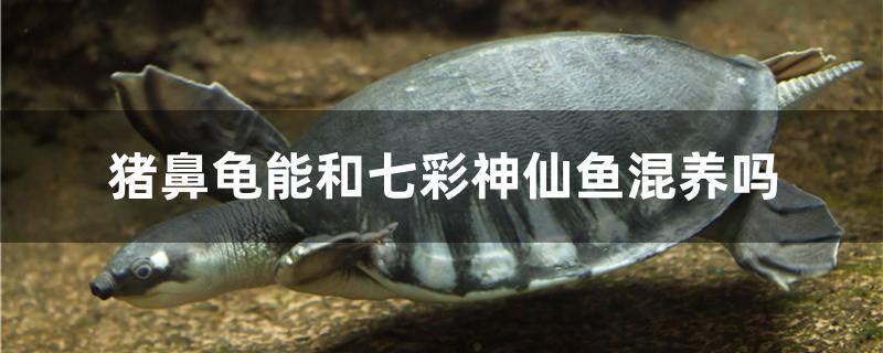 豬鼻龜能和七彩神仙魚混養(yǎng)嗎 廣州觀賞魚批發(fā)市場