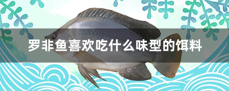 羅非魚喜歡吃什么味型的餌料 高背金龍魚