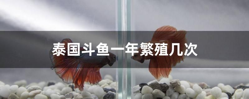 泰國斗魚一年繁殖幾次