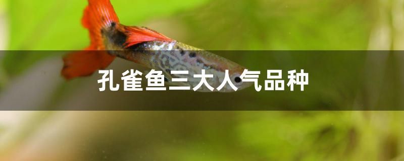 孔雀魚三大人氣品種 觀賞魚市場（混養(yǎng)魚）